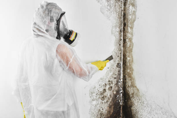 Best Affordable Mold Removal  in Gate City, VA