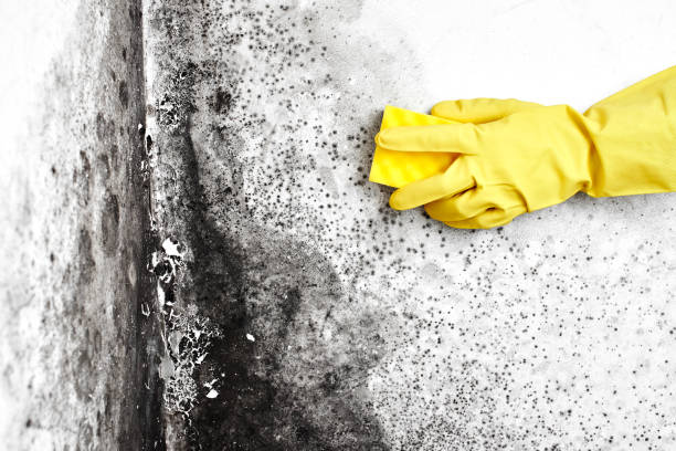Best Mold Cleaning Services  in Gate City, VA