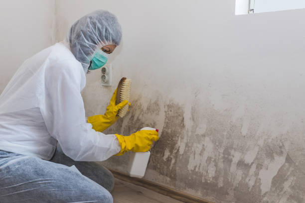 Gate City, VA Mold Removal Company