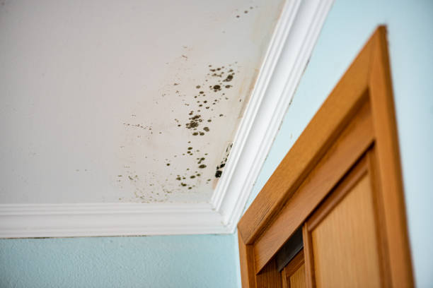 Best Fast Mold Removal  in Gate City, VA