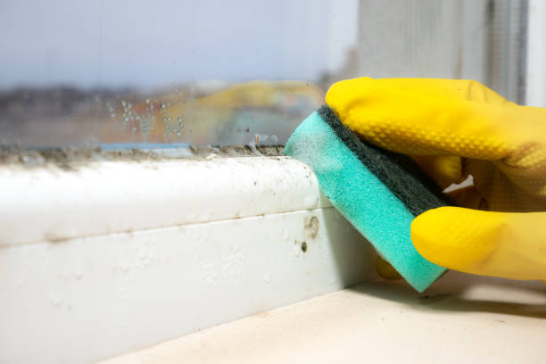 Certified Mold Removal in Gate City, VA