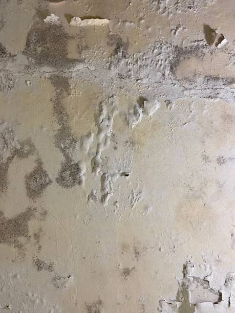 Best Crawl Space Mold Removal  in Gate City, VA