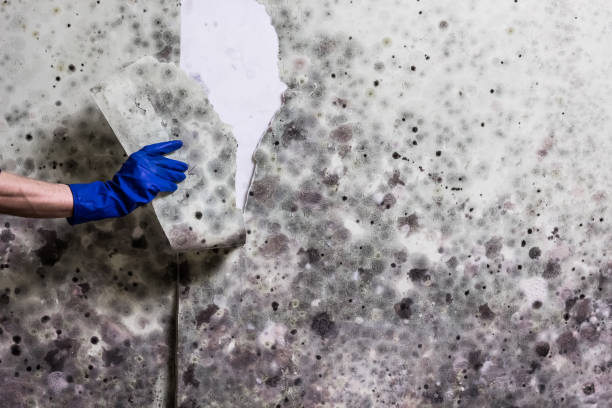 Best Mold Cleaning Services  in Gate City, VA
