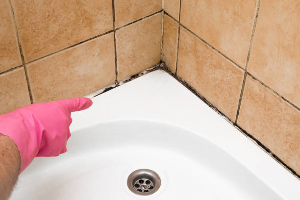 Best Best Mold Removal Companies  in Gate City, VA