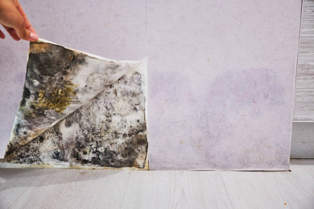 Best Mold Removal Specialists  in Gate City, VA